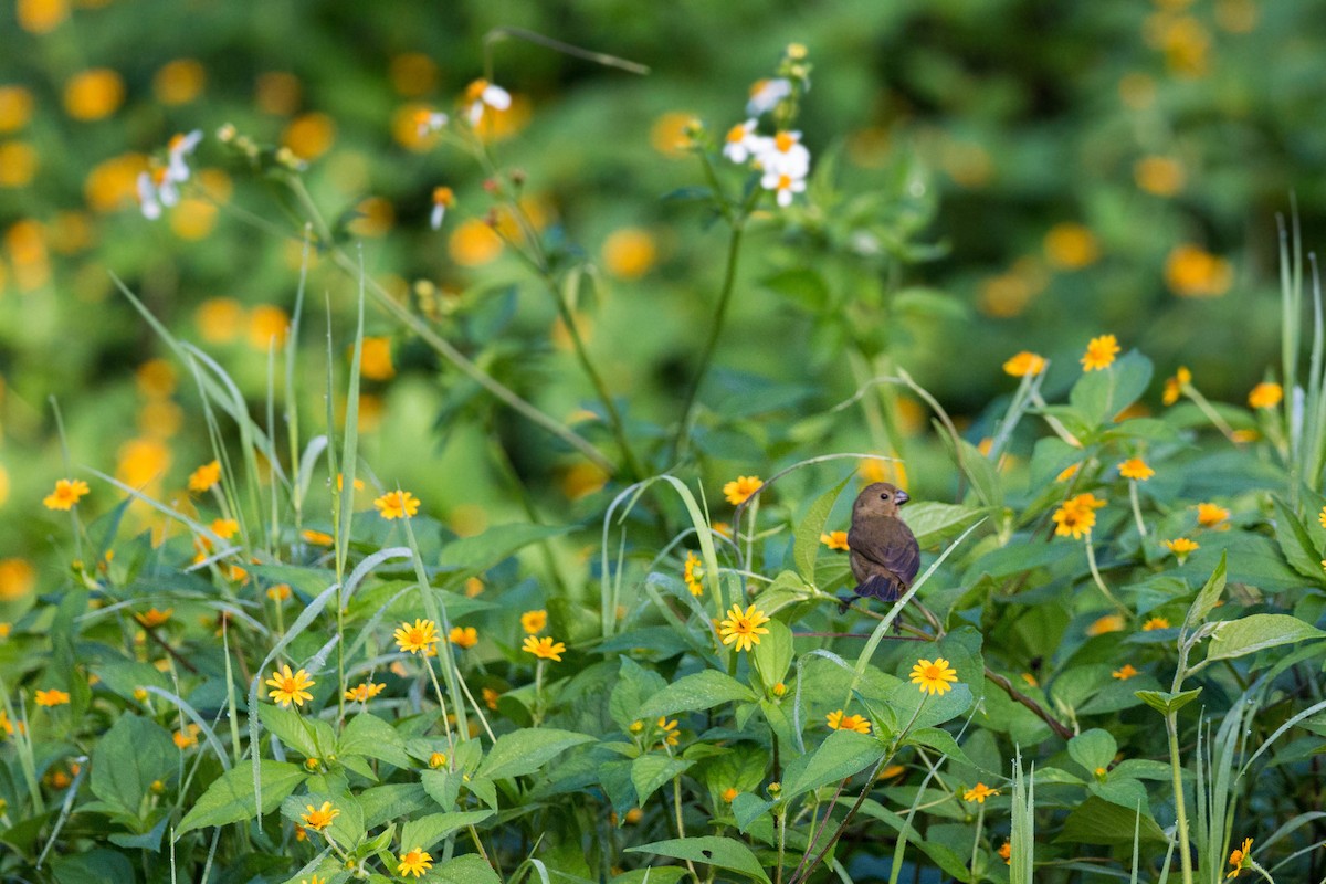 Variable Seedeater - ML620506479