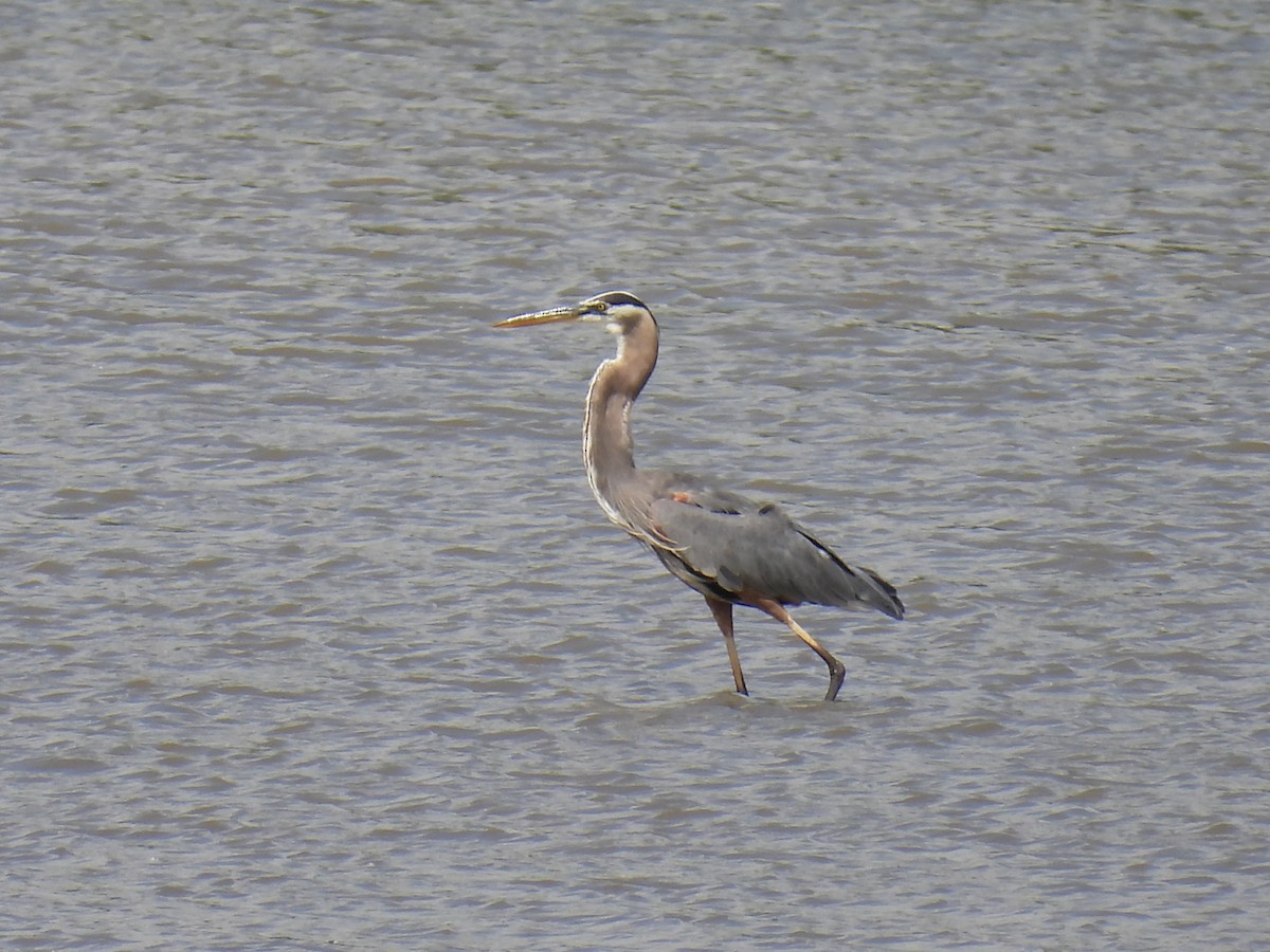 Great Blue Heron - ML620506484