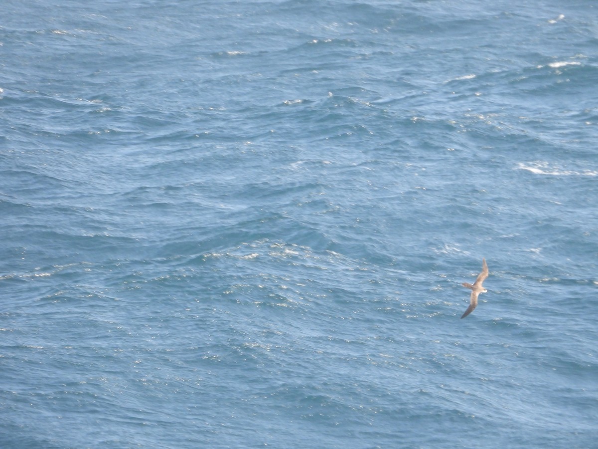 Petrel Hawaiano - ML620506488