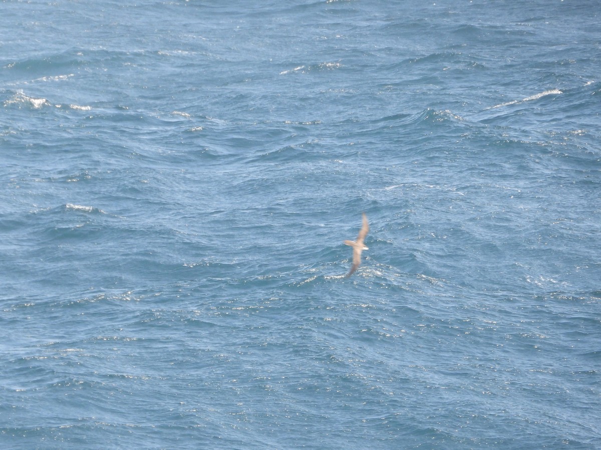 Petrel Hawaiano - ML620506489