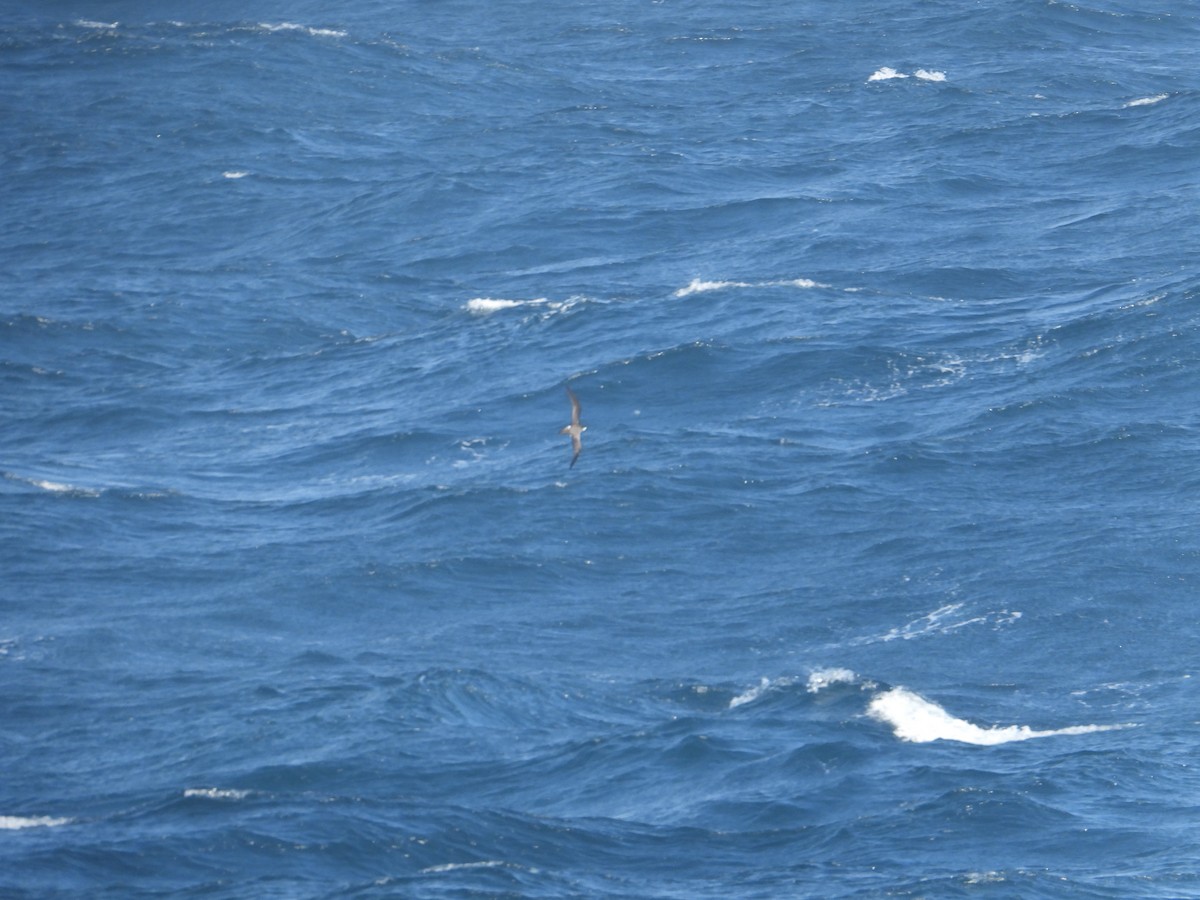 Hawaiian Petrel - ML620506492