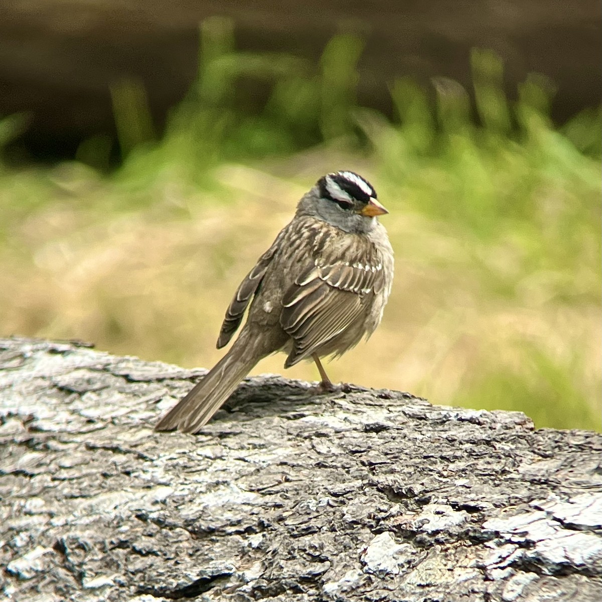 White-crowned Sparrow - ML620506496