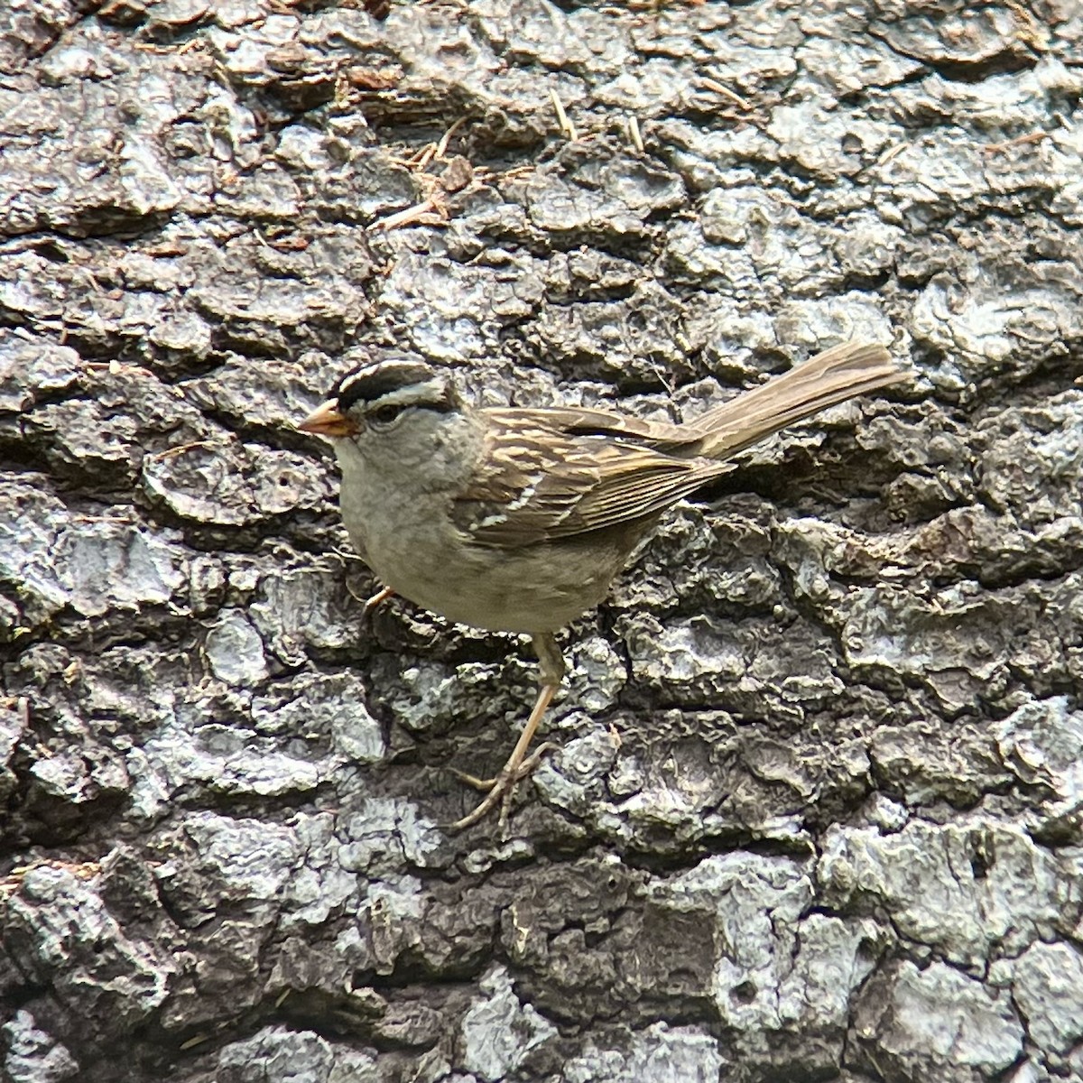 White-crowned Sparrow - ML620506498