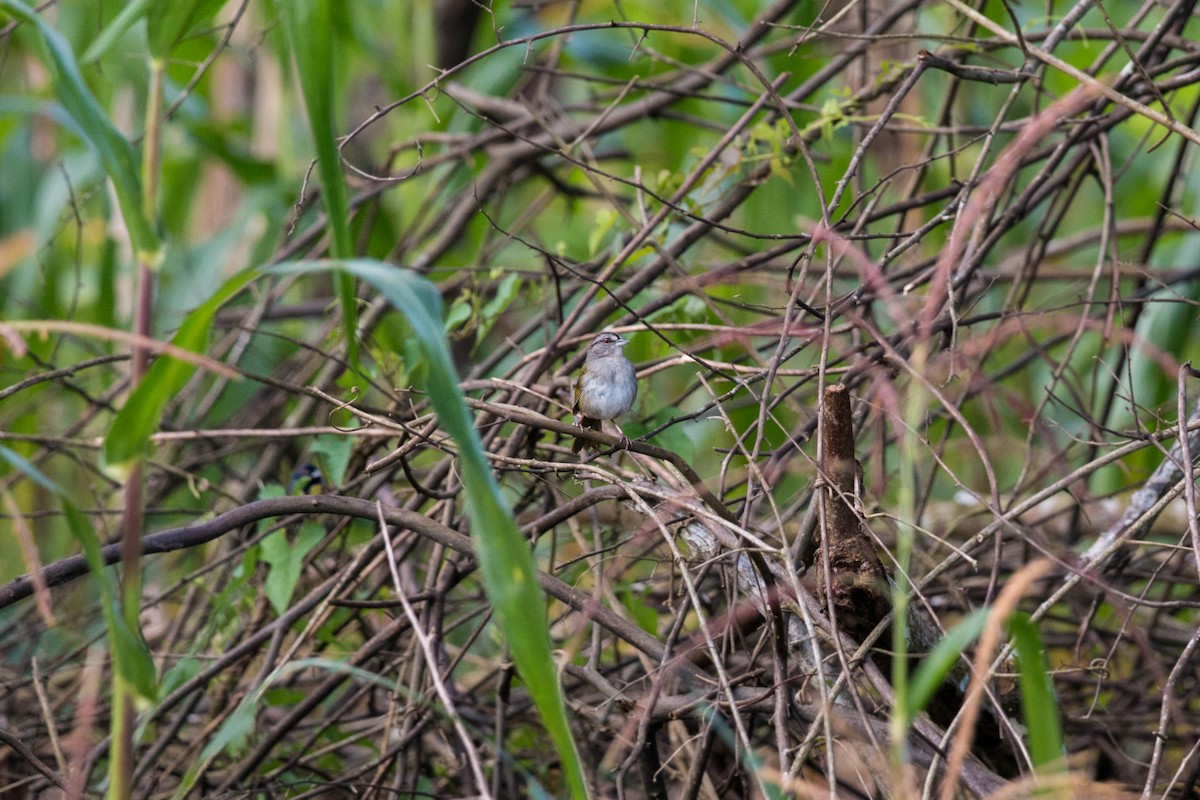 Green-backed Sparrow - ML620506500