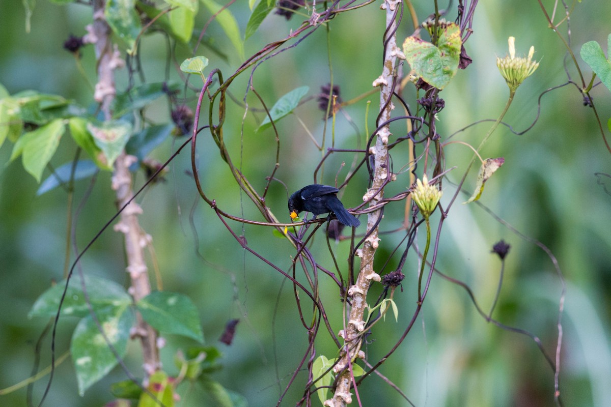 Blue-black Grassquit - ML620506506