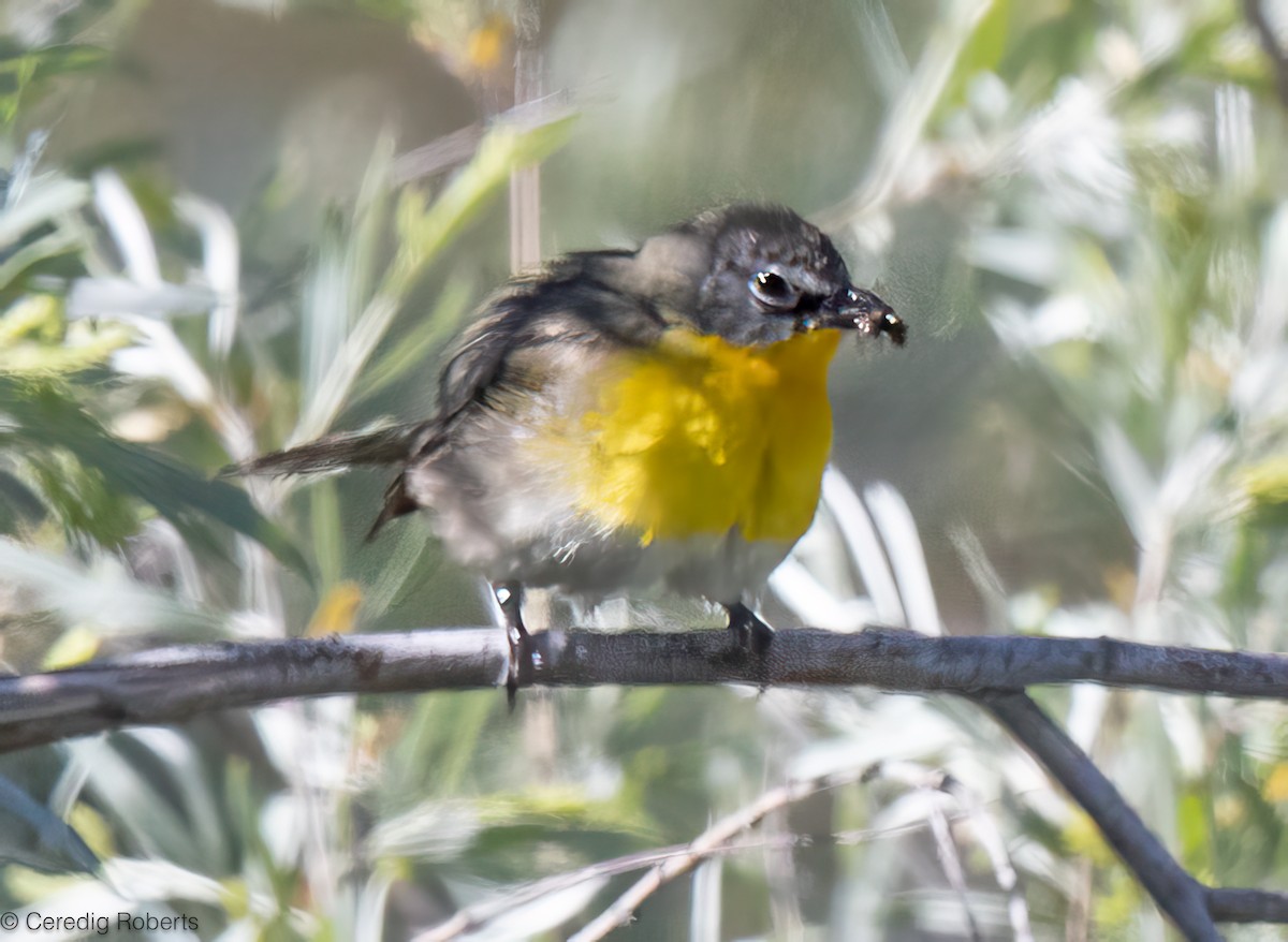 Yellow-breasted Chat - ML620506514