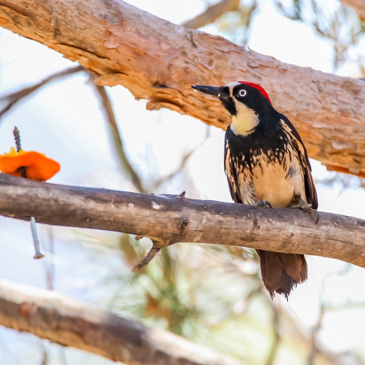 Acorn Woodpecker - ML620506515