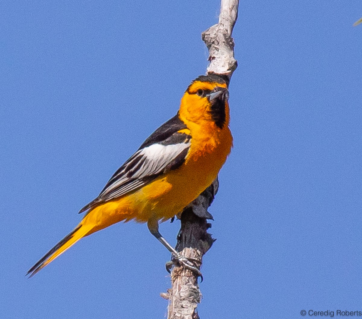 Bullock's Oriole - ML620506516