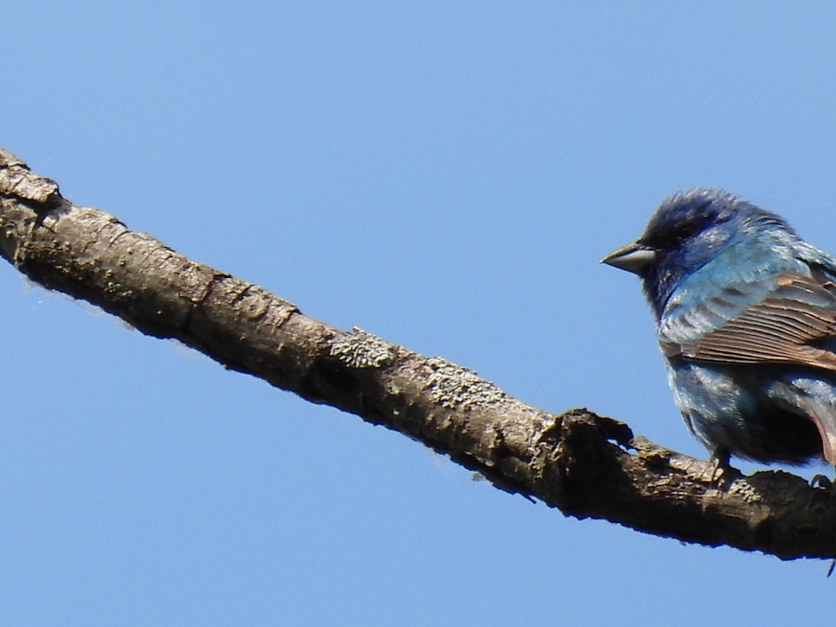 Indigo Bunting - ML620506523