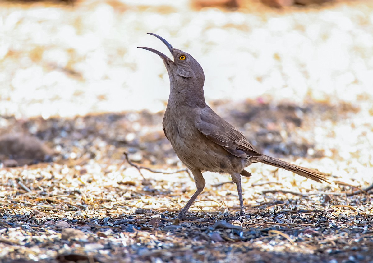 Curve-billed Thrasher - ML620506525