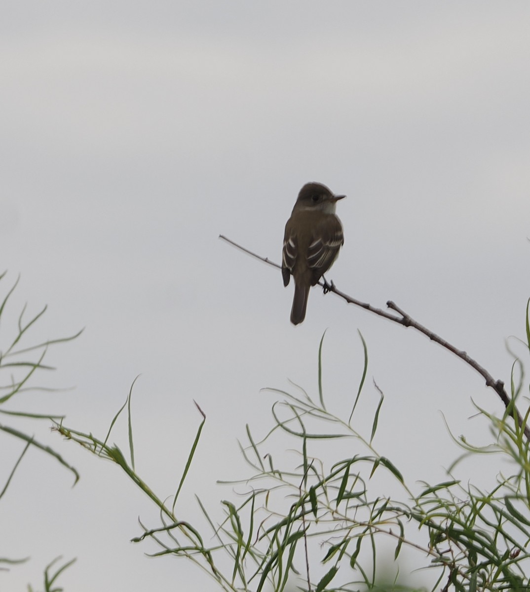 Willow Flycatcher - ML620506527