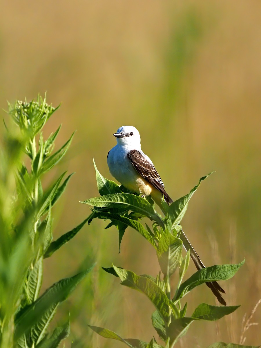 Scherenschwanz-Königstyrann - ML620506534