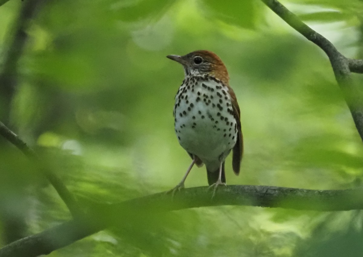 Wood Thrush - ML620506540