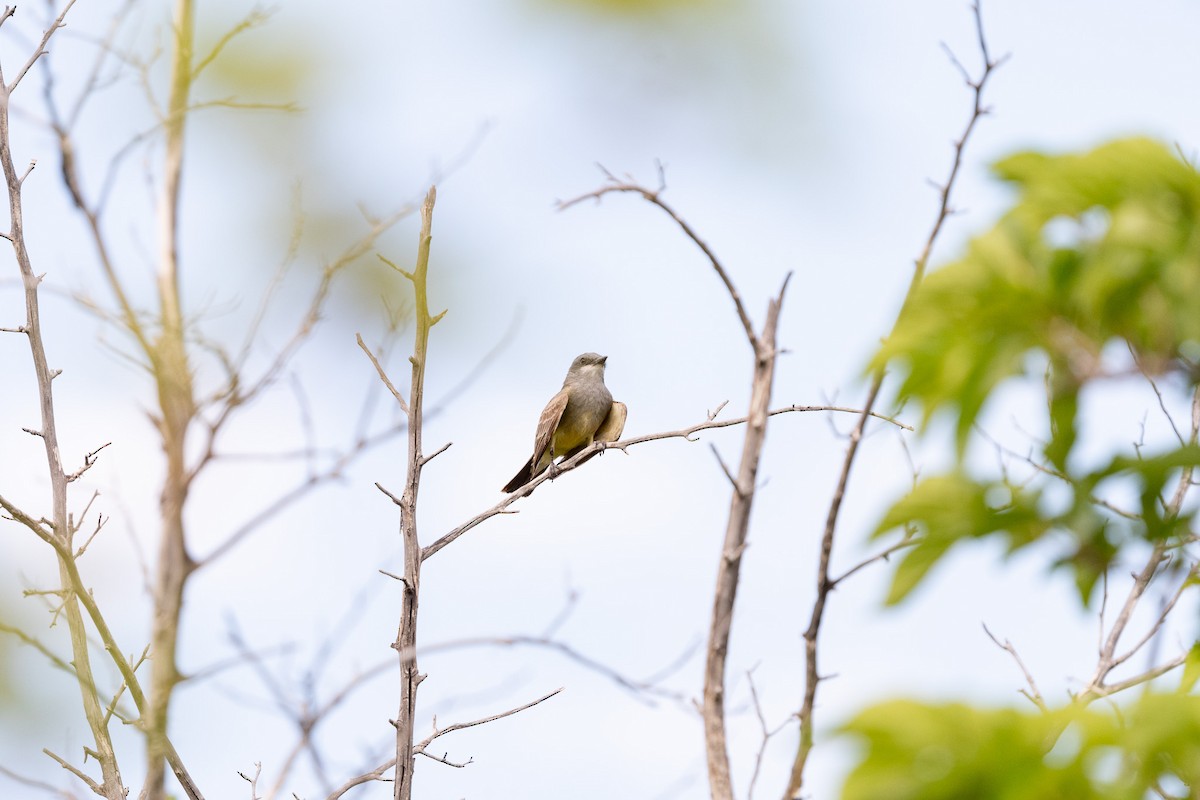 Cassin's Kingbird - ML620506543