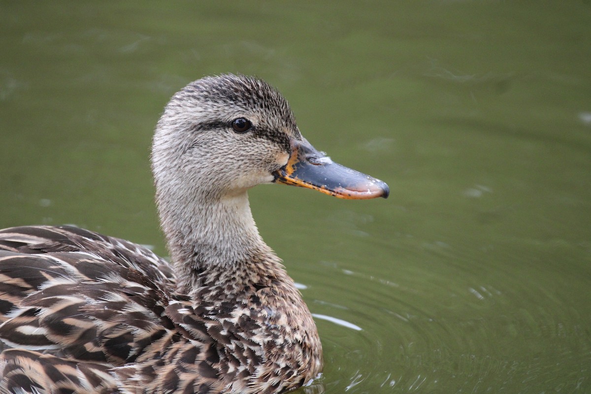 Mallard - ML620506547