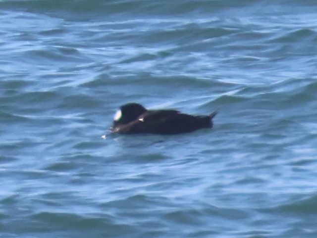 Surf Scoter - ML620506562