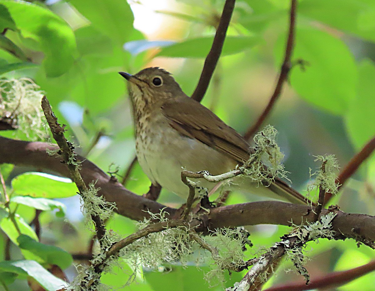 Swainson's Thrush - ML620506572