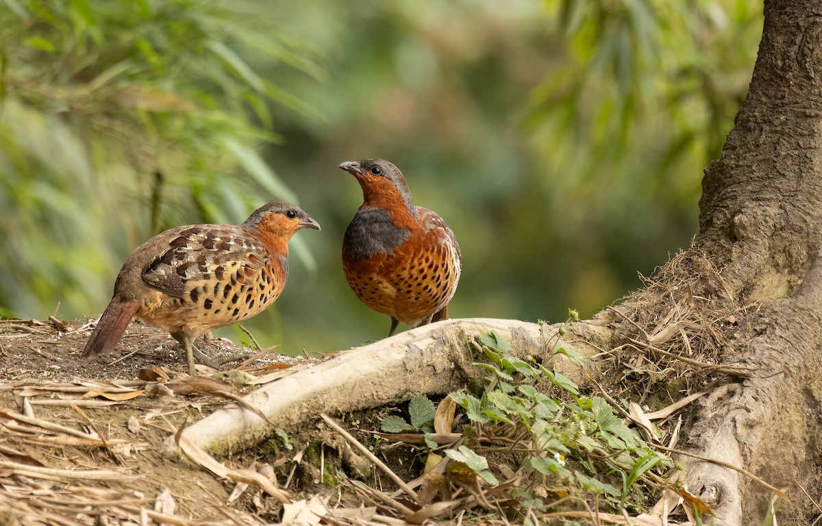 Chinese Bamboo-Partridge - ML620506575