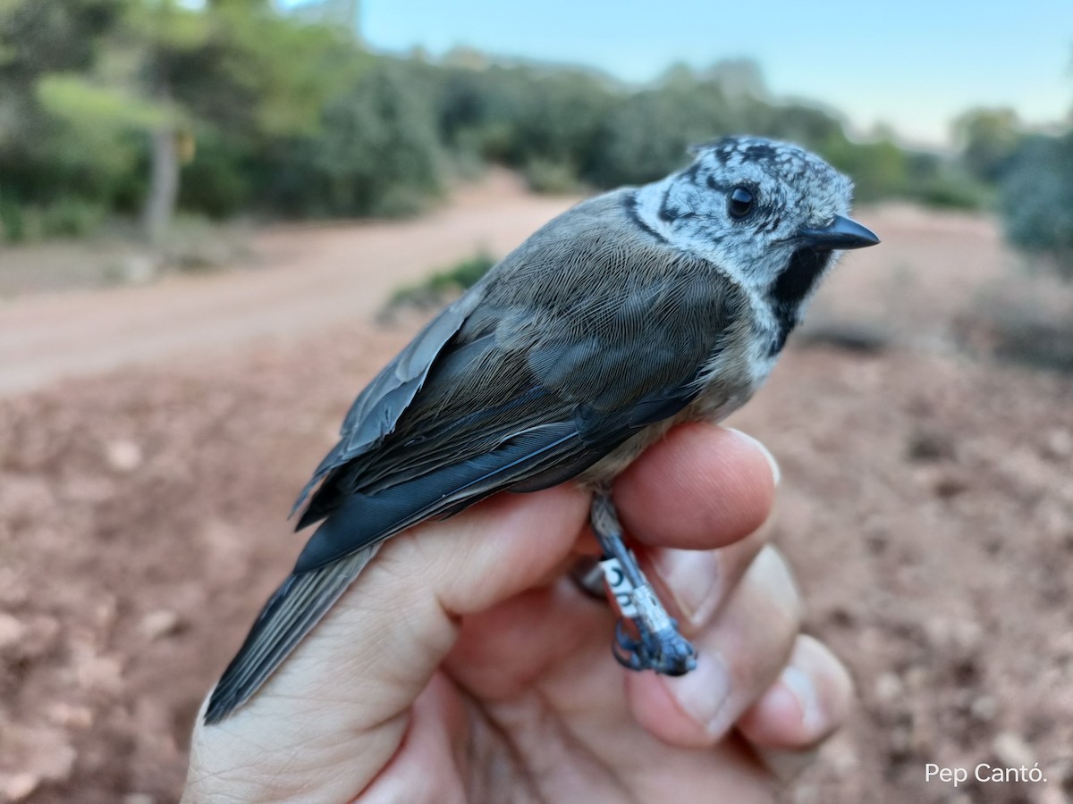 Crested Tit - ML620506576