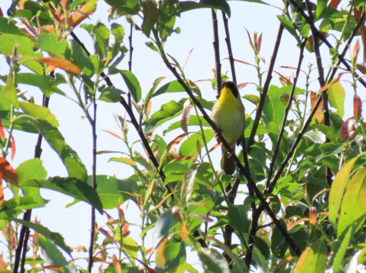 Common Yellowthroat - ML620506577