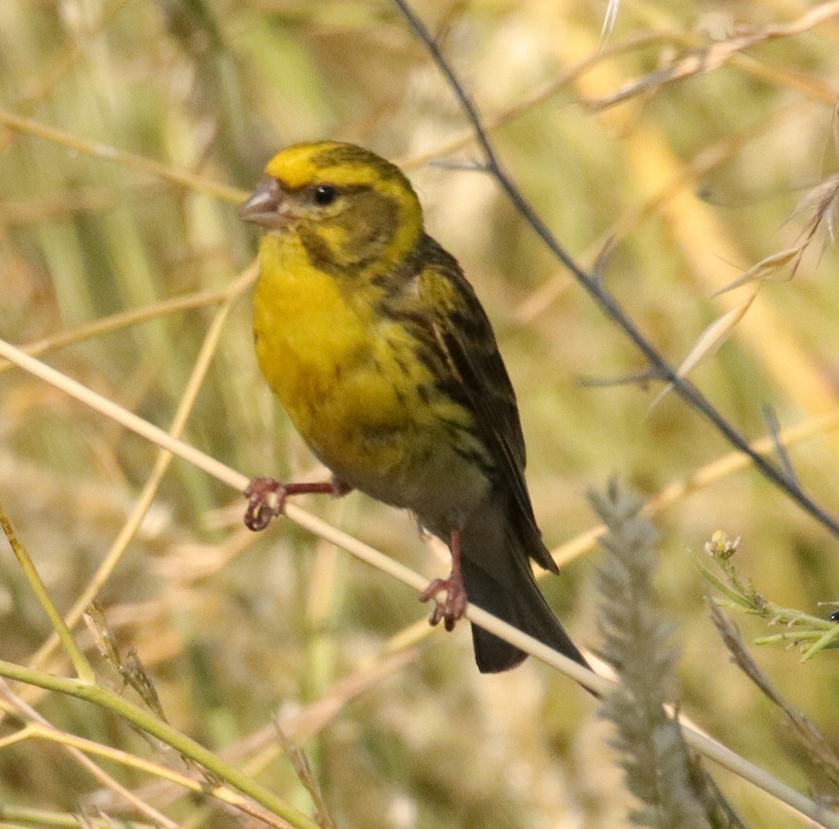 European Serin - ML620506579