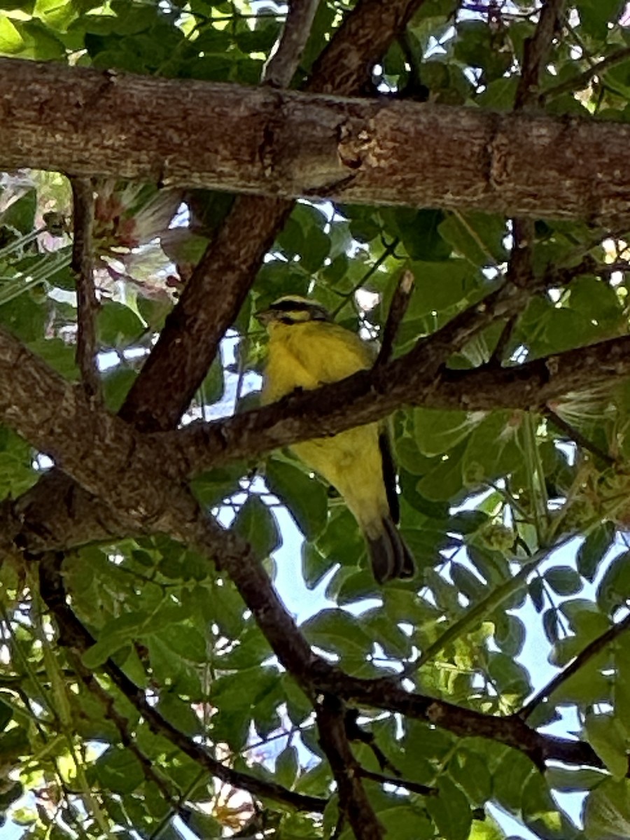 Yellow-fronted Canary - ML620506584
