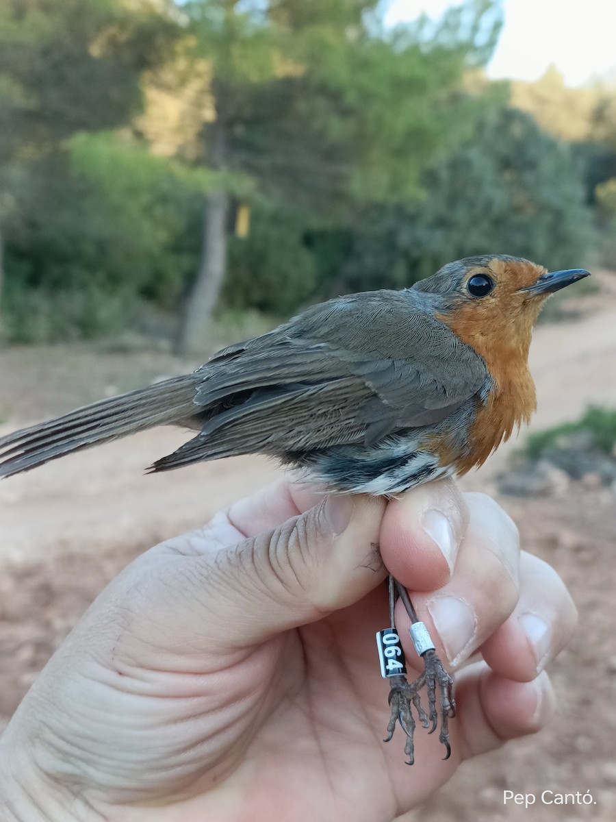 European Robin - ML620506585