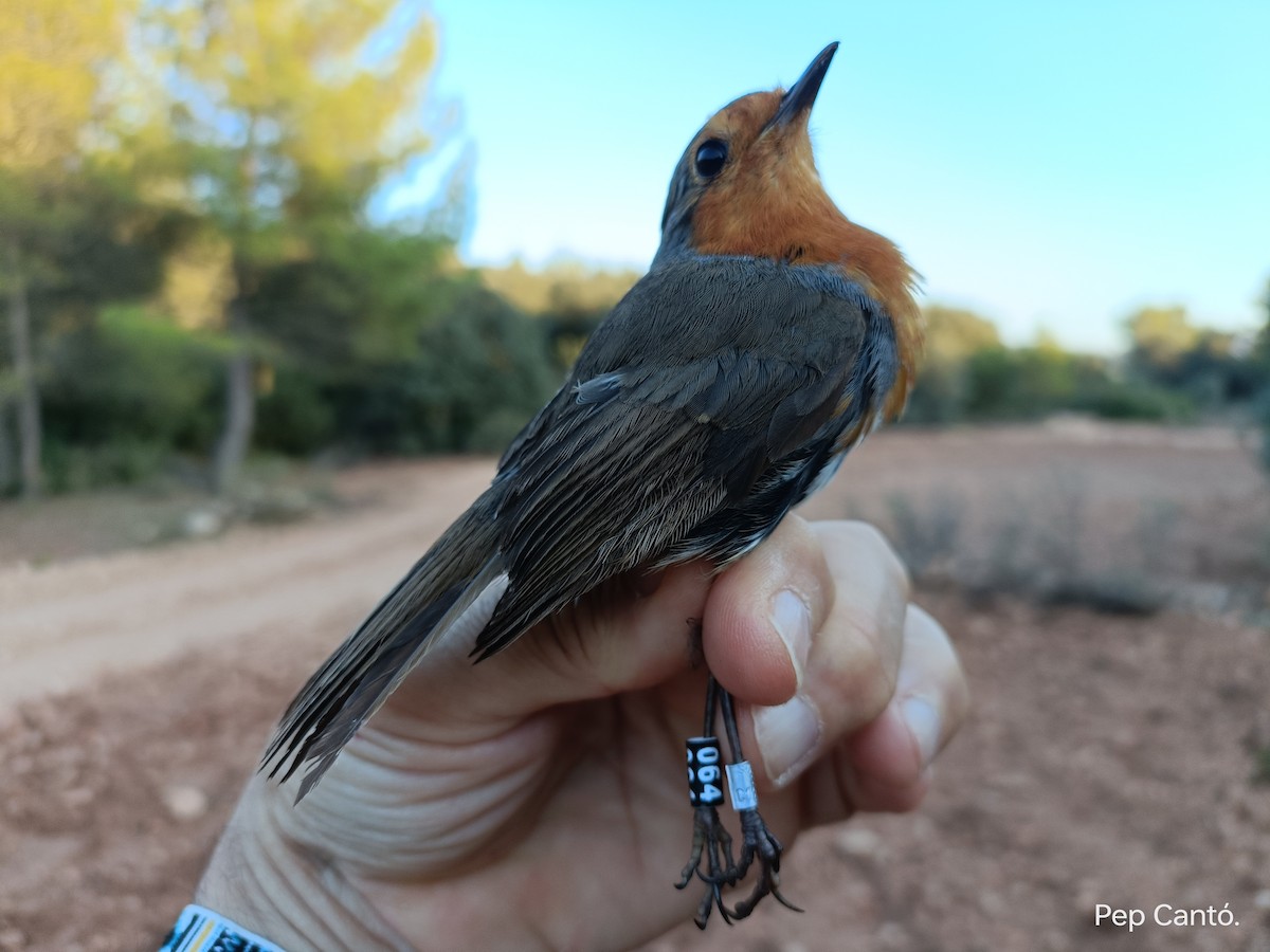 European Robin - ML620506587