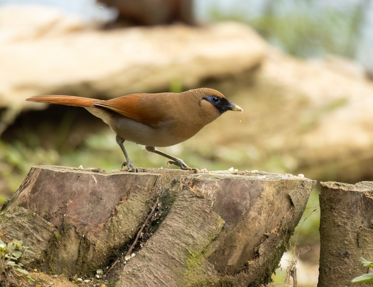 Buffy Laughingthrush - ML620506591