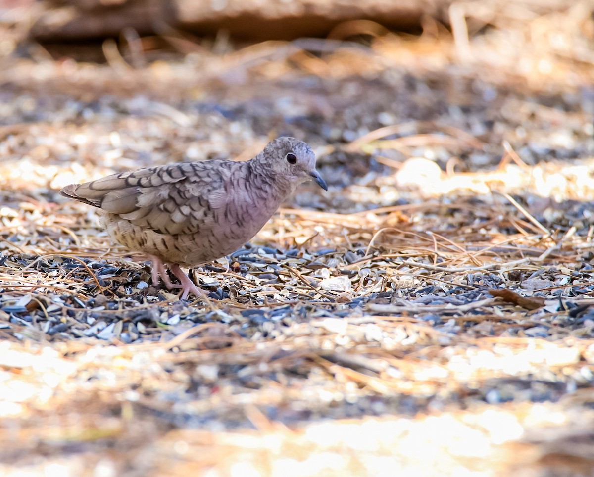 Inca Dove - ML620506592