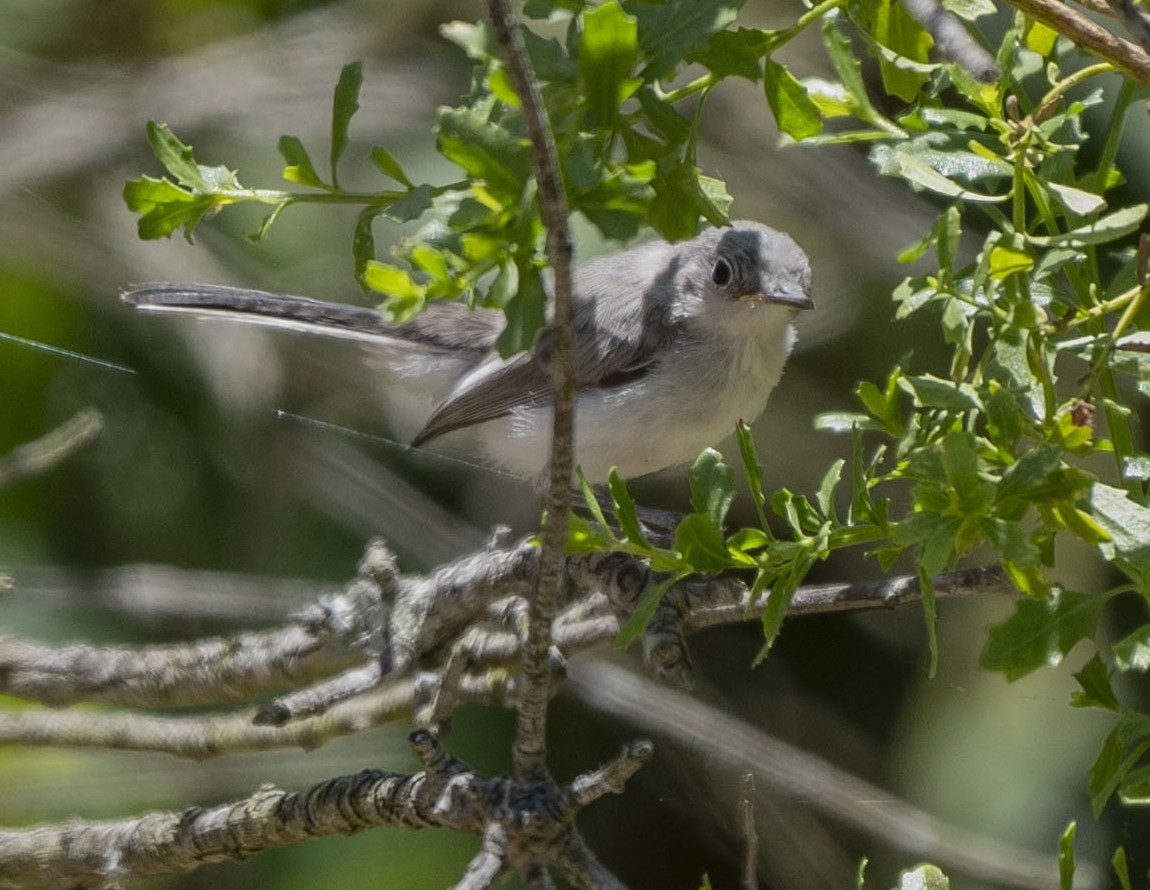 Blue-gray Gnatcatcher - ML620506593