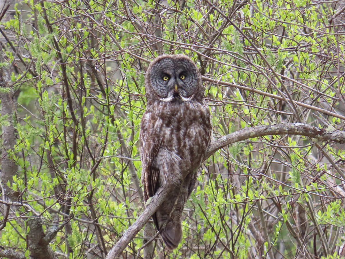 Great Gray Owl - ML620506595