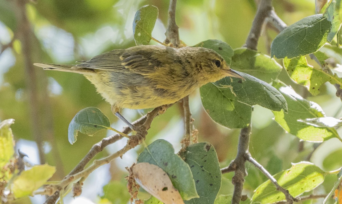 Orange-crowned Warbler - ML620506596