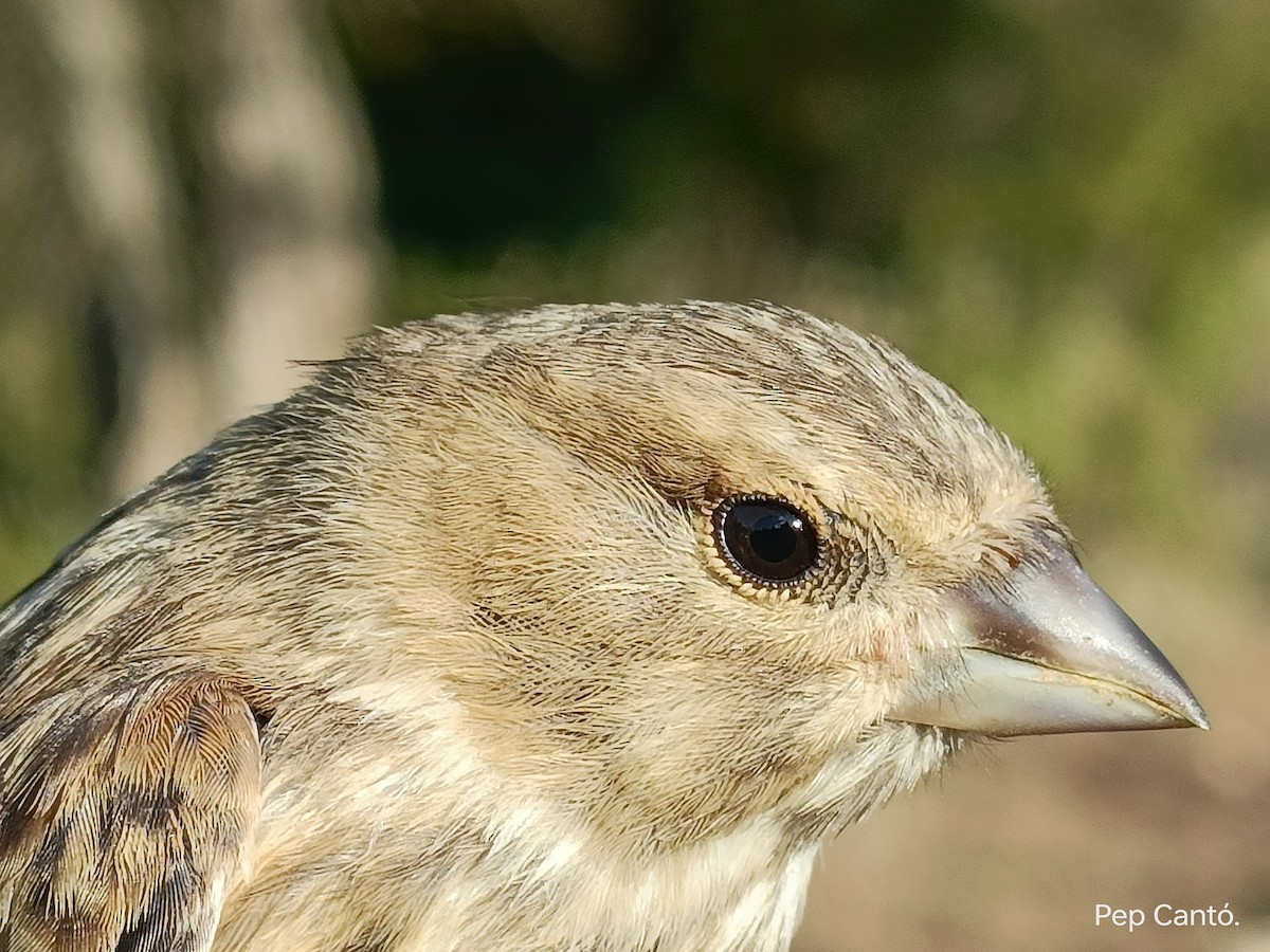 Eurasian Linnet - ML620506597