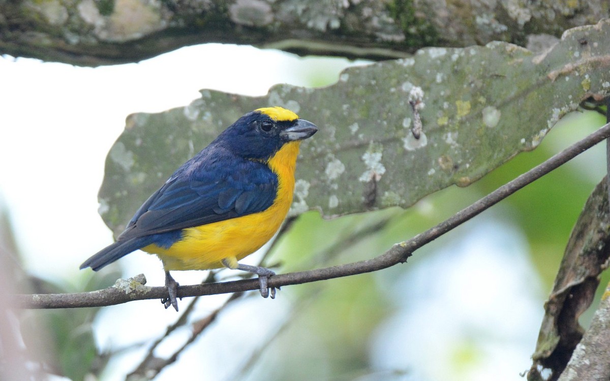 Thick-billed Euphonia (Black-tailed) - ML620506610