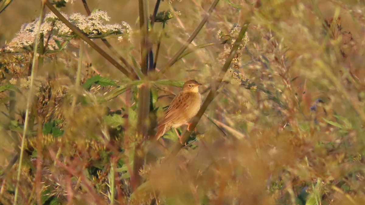 Common Grasshopper Warbler - ML620506614