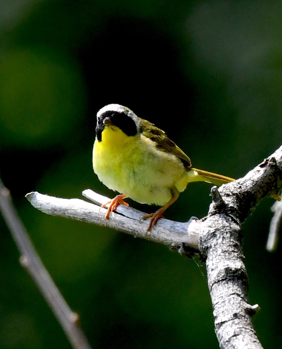 Common Yellowthroat - ML620506620