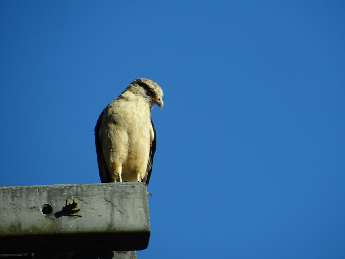 Yellow-headed Caracara - ML620506622