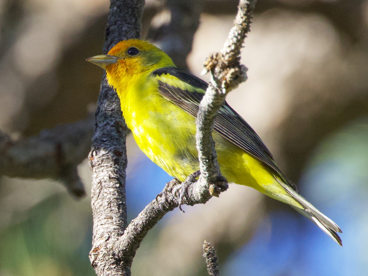 Western Tanager - ML620506623