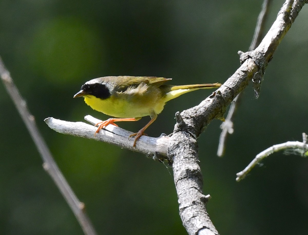 Common Yellowthroat - ML620506624