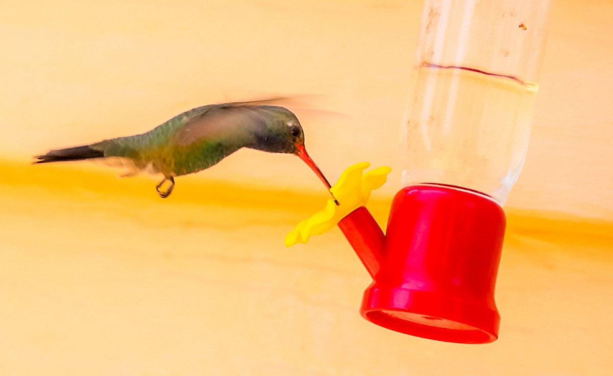 Broad-billed Hummingbird - ML620506625