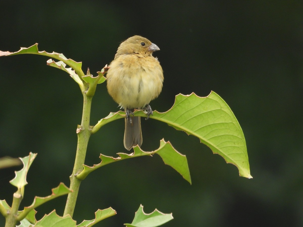 Yellow-bellied Seedeater - ML620506626