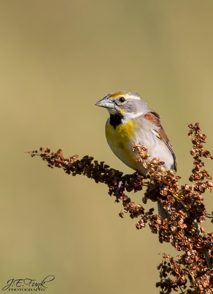 Dickcissel - ML620506627