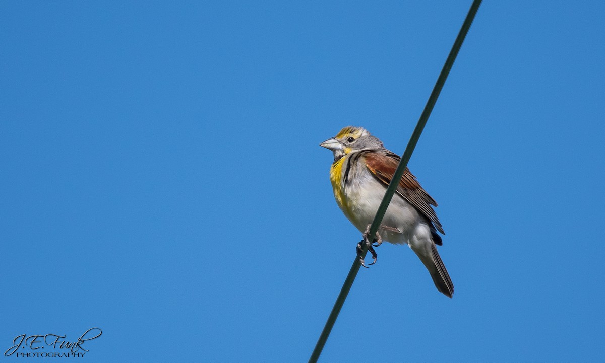 Dickcissel - ML620506629