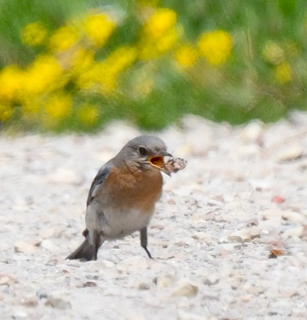 Eastern Bluebird - ML620506632