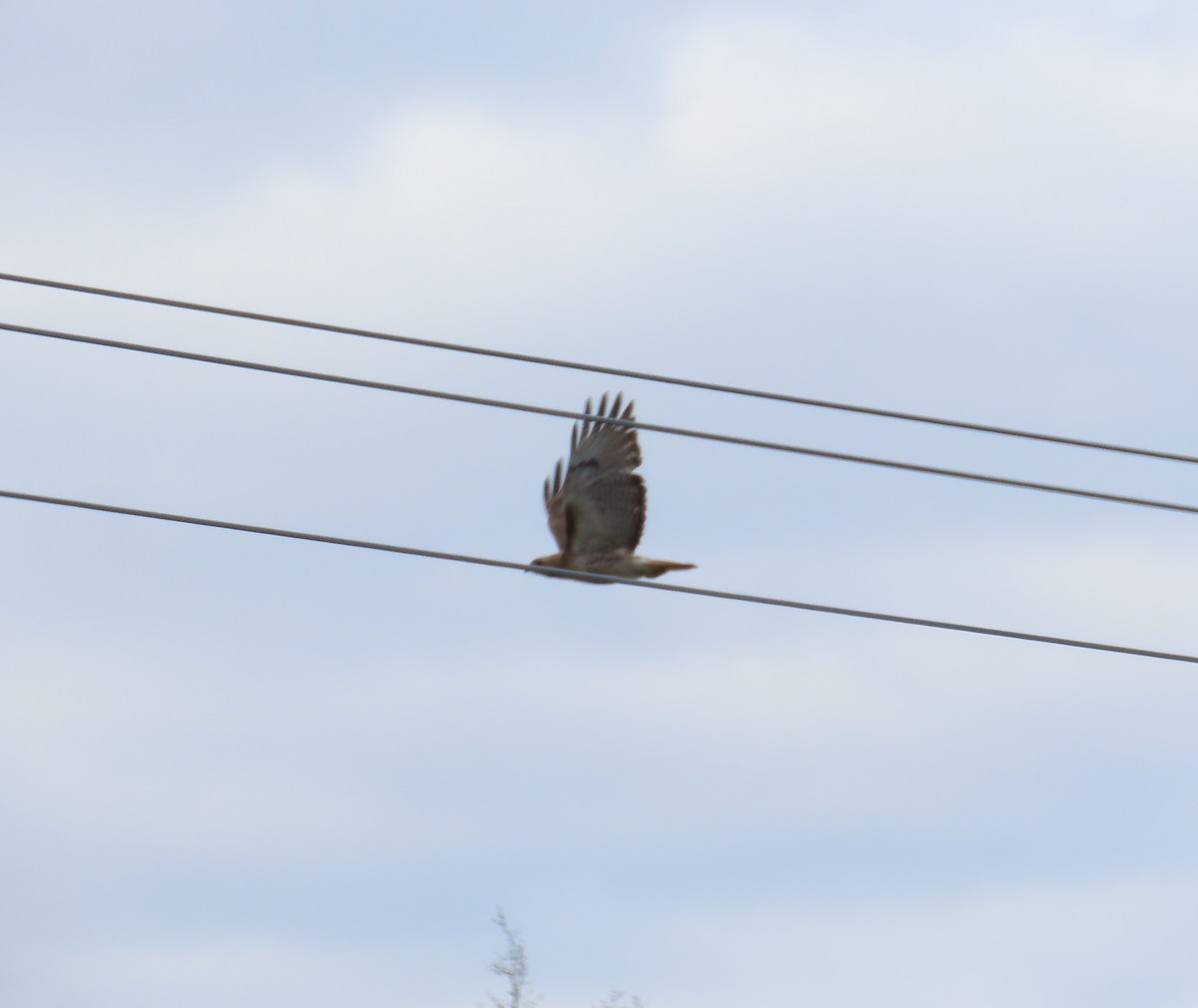 Red-tailed Hawk - ML620506636