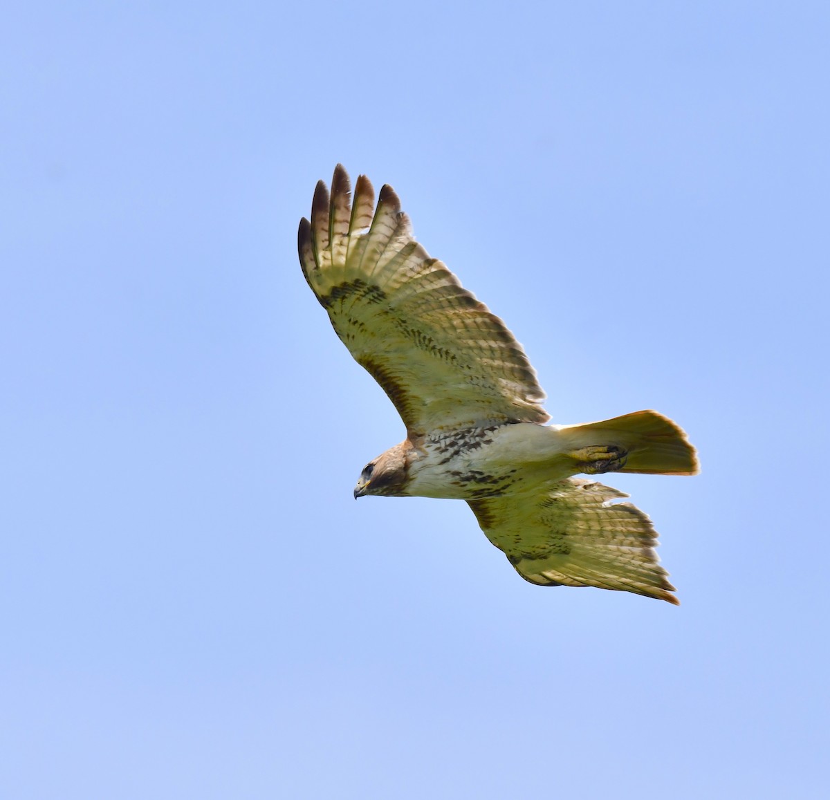 Red-tailed Hawk - ML620506639