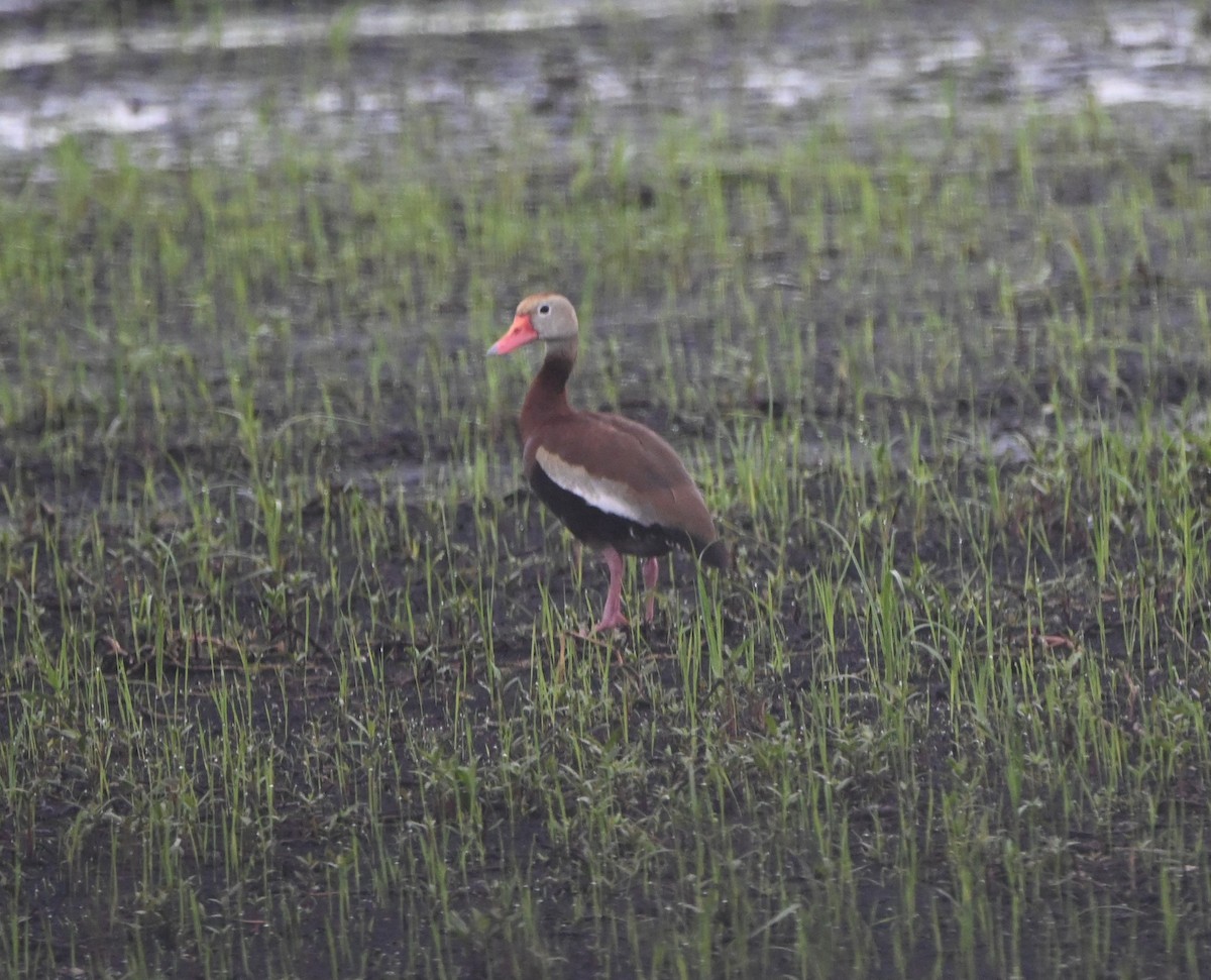 Black-bellied Whistling-Duck - ML620506640