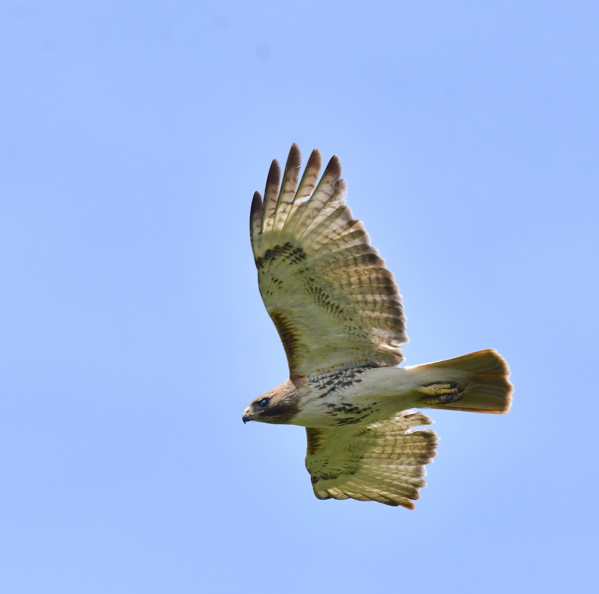 Red-tailed Hawk - ML620506641