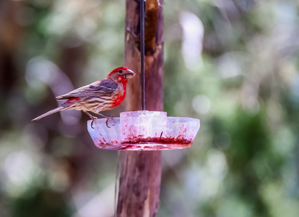 House Finch - ML620506642